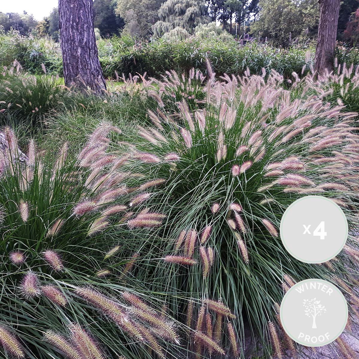 4x Pennisetum 'Hameln' - Lampepoetsersgras - Siergrassen - Winterhard - ⌀13 cm - 15-20 cm - Bloomique