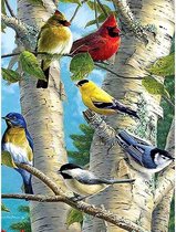 Diamond painting - Gekleurde vogels in de boom - Geproduceerd in Nederland - 60 x 90 cm - canvas materiaal - vierkante steentjes - Binnen 2-3 werkdagen in huis