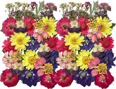 Geperste en gedroogde bloemen en bladeren - 60 stuks - Rood, geel, paars