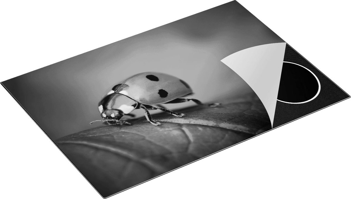 Chefcare Inductie Beschermer Lieveheersbeestje op een Groen Blad - Zwart Wit - 75x55 cm - Afdekplaat Inductie - Kookplaat Beschermer - Inductie Mat