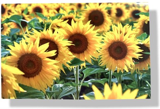 Velden vol met gele zonnebloemen met bruine middelpunten.