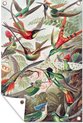 Affiche de jardin Ernst Haeckel - EB 2:3 2-4