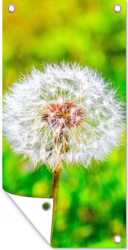 Tuinposter - Pampas - Pampas - Tuinposter - Tuin - Tuindoek