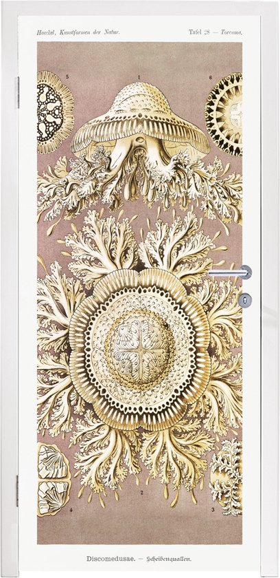 Deursticker Vintage - Ernst Haeckel - Kwal - Kunst - 75x205 cm - Deurposter