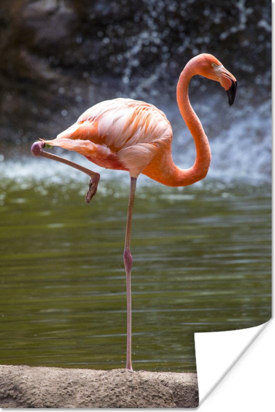 Poster Een flamingo staat in het water - 20x30 cm