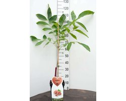 Walnotenboom- Fruitboom- 120 cm hoog- Potgekweekt- professioneel telersras
