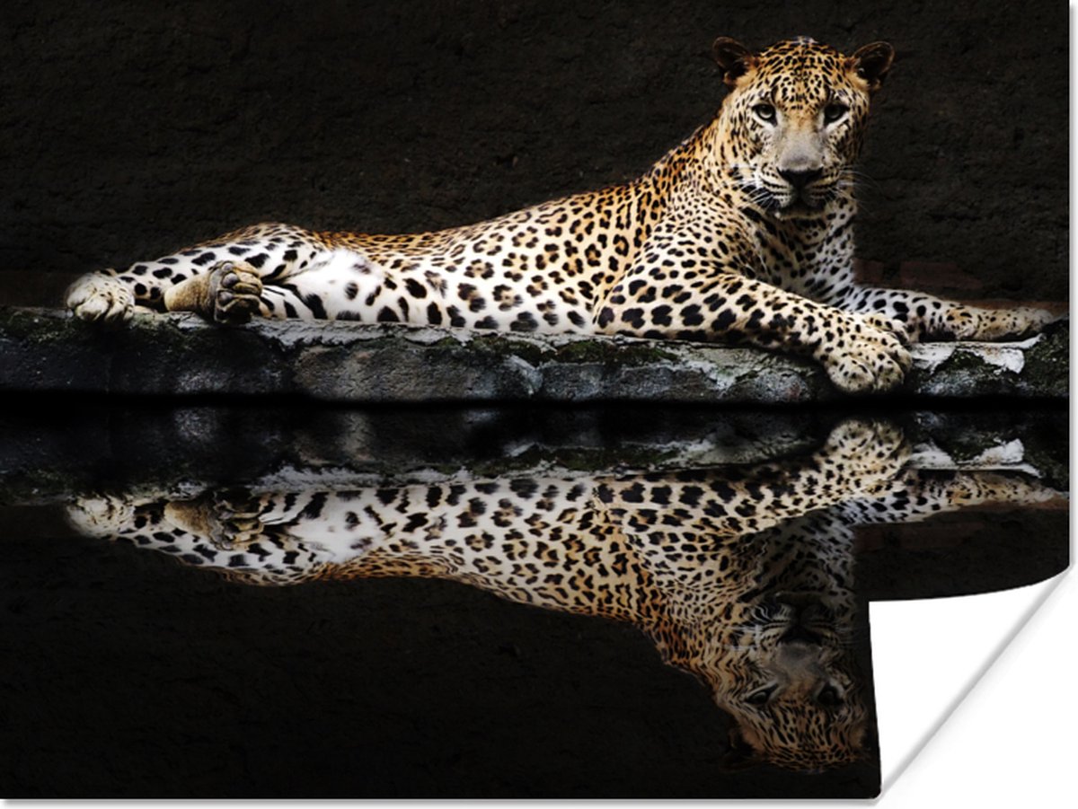 Poster Luipaard - Water - Bos - 40x30 cm
