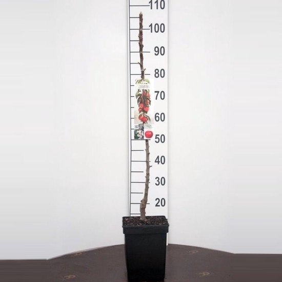 Red Leaf -Appel zuilboom -Zeer compact- Fruitboom- 120 cm hoog- Potgekweekt