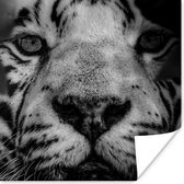 Affiche Jungle - Tigre - Zwart - Wit - 50x50 cm