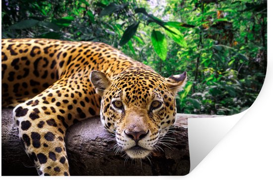 Sticker Muursticker Deep injungle - Repose Jaguar - 60x40 cm - film autocollant - sticker mural repositionnable