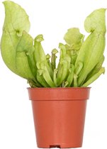 Sarracenia 'Juthatip Soper' – Vleesetende plant – Onderhoudsvriendelijk – ⌀6 cm – 05-10 cm