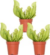 3x Sarracenia 'Juthatip Soper' – Vleesetende plant – Onderhoudsvriendelijk –⌀6 cm–05-10cm