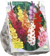 Baltus Gladiolen Gemengd bloembollen per 25