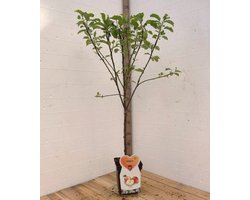 foto van Elstar Appelboom -Fruitboom- 120 cm hoog- Laagstam- Potgekweekt- professioneel telersras