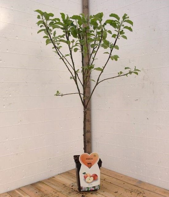Elstar Appelboom -Fruitboom- 120 cm hoog- Laagstam- Potgekweekt- professioneel telersras