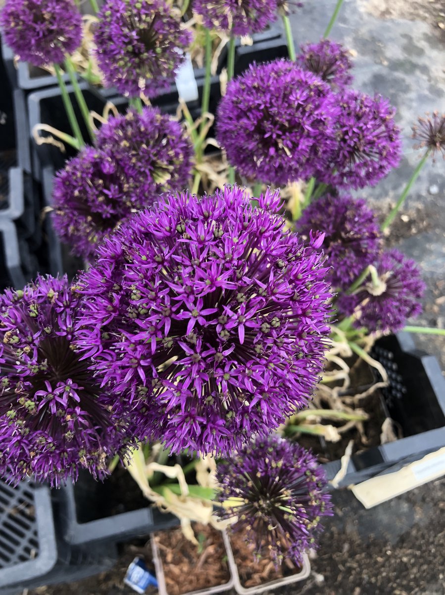 6 x Allium afl. 'Purple sensation' - Sierui in pot 9x9 cm ALLIUM AFL.