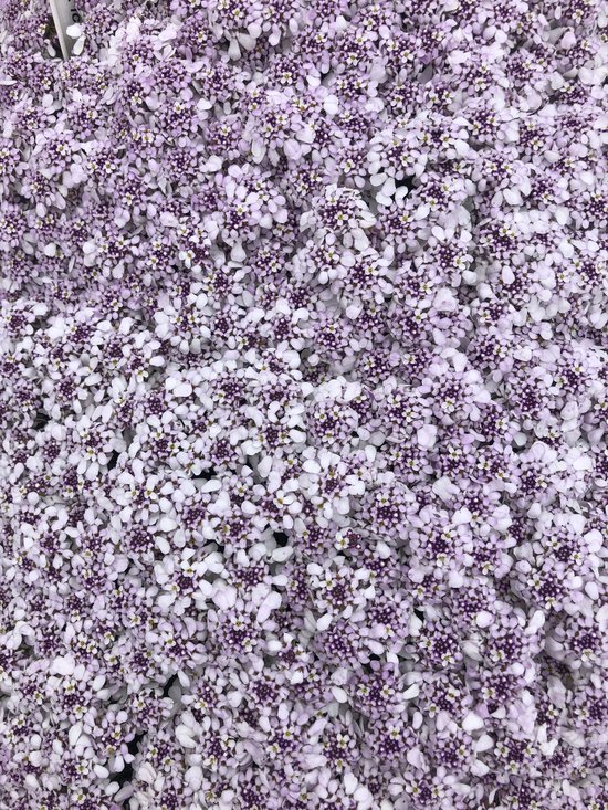 Des milliers de petites fleurs blanches et lilas de l'Iberis 'Pink Ice'.