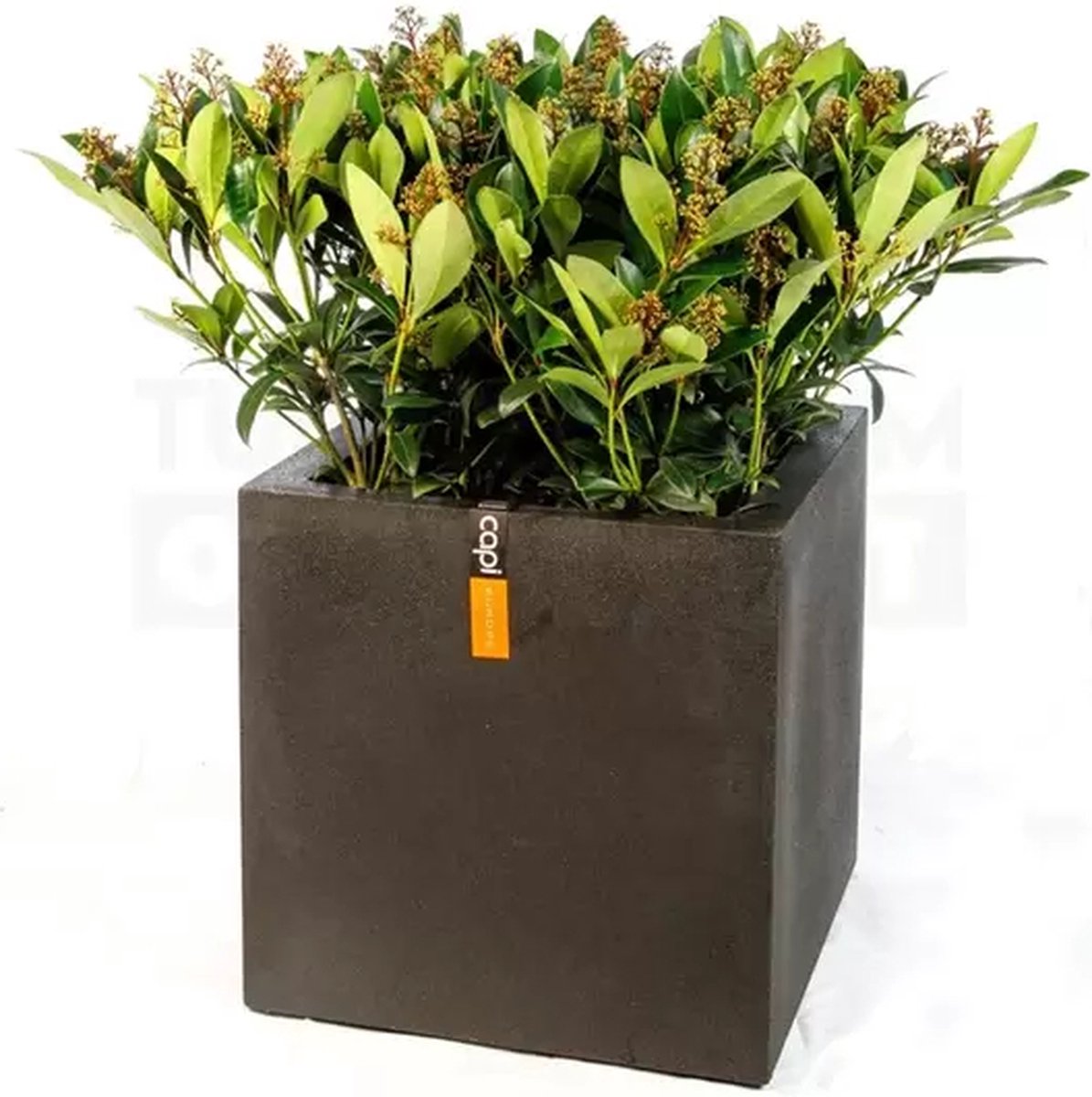 Pot vierkant III Smooth NL 40x40x40 zwart + skimmia