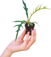 PLNTS - Baby Philodendron Tortum - Kamerplant - Stekplantje 2 cm - Hoogte 10 cm