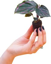 PLNTS - Baby Calathea Medallion (Gebedsplant) - Kamerplant - Stekplantje 2 cm - Hoogte 15 cm