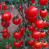 Tomaten zaden - Cherrytomaat Supersweet F1