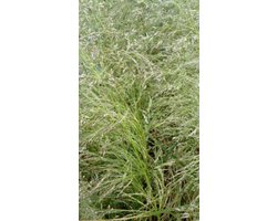 6 x Deschampsia cespitosa 'Goldtau' - GEWONE SMELE, RUWE SMELE - pot 9 x 9 cm