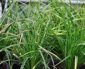 6 x Carex morrowii 'Variegata' - JAPANSE ZEGGE - pot 9 x 9 cm