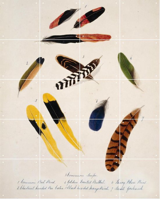 IXXI Collection of birds feathers - Wanddecoratie - 100 x 80 cm
