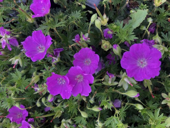 Foto: 6 x geranium sanguineum max frei bloedooievaarsbek pot 9 x 9 cm