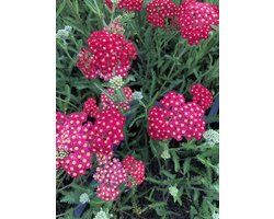 6 x Achillea Millefolium 'Paprika' - Duizendblad pot 9x9cm