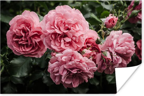 Affiche Rose - Fleurs - Roses - 60x40 cm