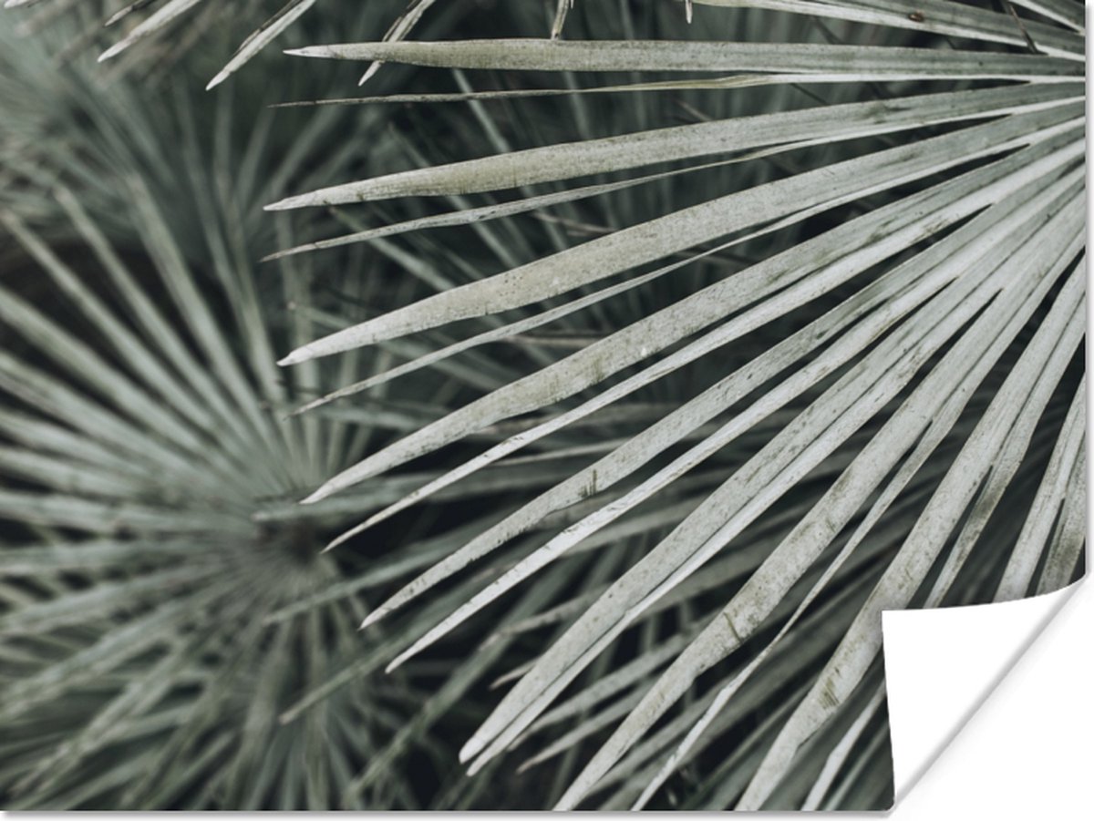 Poster Bladeren - Groen - Palm - 40x30 cm