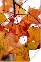 Affiche Branches d'Automne - Feuilles - Saisons - Rural - 20x30 cm