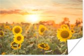 Affiche Tournesol - Soleil - Fleurs - 60x40 cm