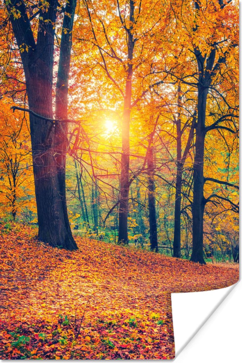 Poster Bomen - Herfst - Bos - Herfstbladeren - 80x120 cm