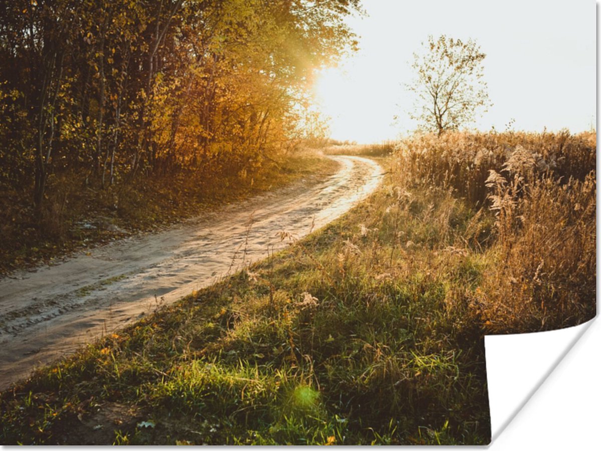 Poster Pad - Natuur - Boom - 40x30 cm
