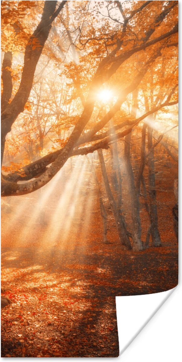 Poster Boom - Natuur - Herfst - 40x80 cm