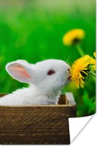 Poster Lapin - Pissenlit - Herbe - 20x30 cm