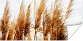 Poster Pampasgras - Zon - Gras - 40x20 cm