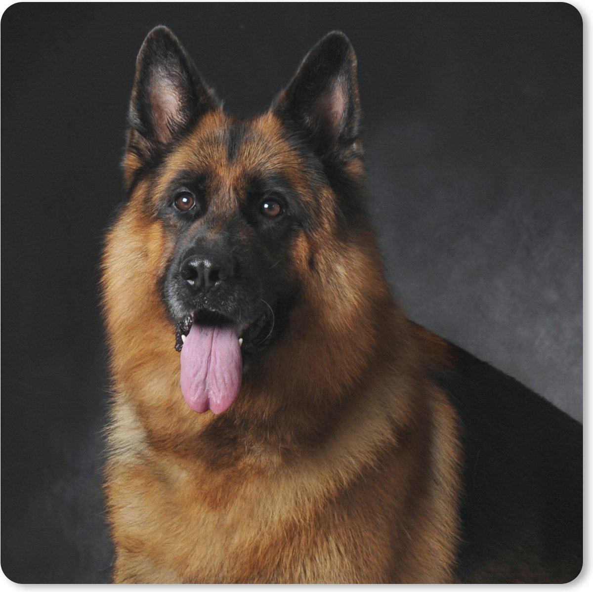 Muismat XXL 60x60 cm - Bureau onderlegger - Bureau mat Portret van een Duitse Herder met zwarte achtergrond - Bureaumat - Gaming mousepad xl - Bureaulegger groot - Computer deskmat