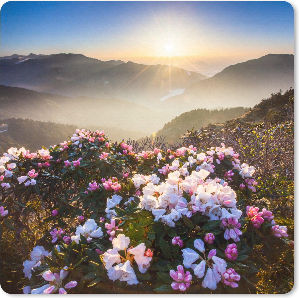 Muismat XXL 50x50 cm - Bureau onderlegger - Bureau mat Bloemenweide - Zon - Bergen - Bureaumat - Gaming mousepad xl - Bureaulegger groot - Computer deskmat
