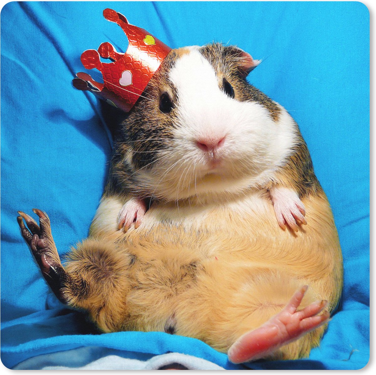 Muismat XXL 50x50 cm - Bureau onderlegger - Bureau mat Cavia - Grappig - Kroon - Kinderen - Jongens - Meisjes - Kindje - Bureaumat - Gaming mousepad xl - Bureaulegger groot - Computer deskmat