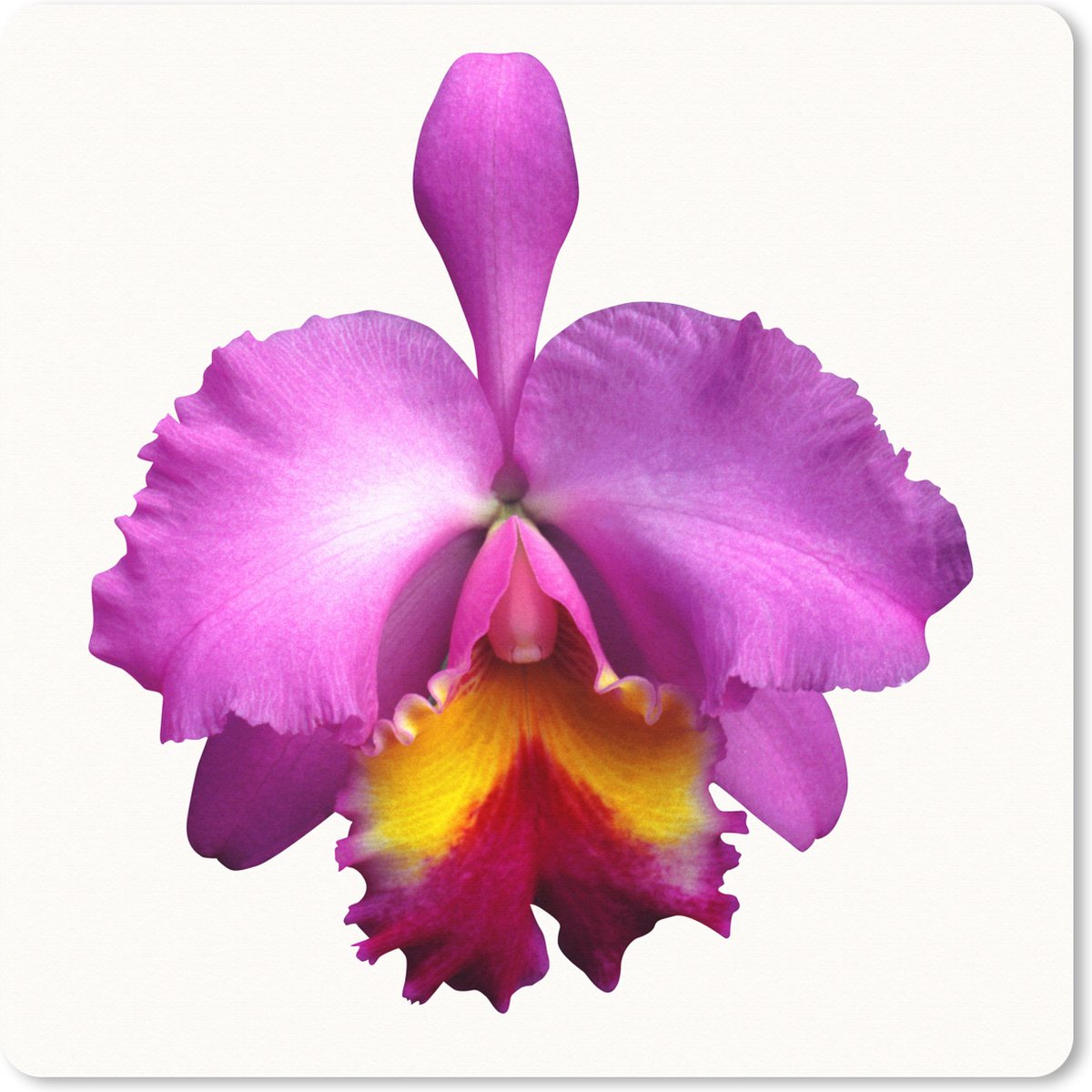 Muismat XXL 50x50 cm - Bureau onderlegger - Bureau mat Close-up Orchidee - Bureaumat - Gaming mousepad xl - Bureaulegger groot - Computer deskmat