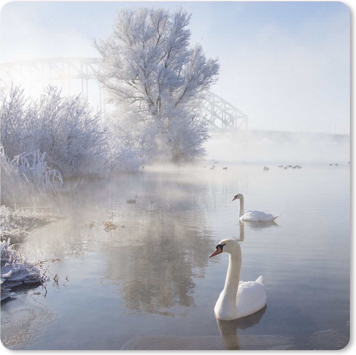 Muismat XXL 60x60 cm - Bureau onderlegger - Bureau mat Zwanen - Water - Winter - Bureaumat - Gaming mousepad xl - Bureaulegger groot - Computer deskmat