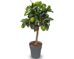 Sunny Tree - Limoenboom - Citrus Latifolia - Citrusplant - Fruitboom - 90 centimeter - 3 jaar oude boom