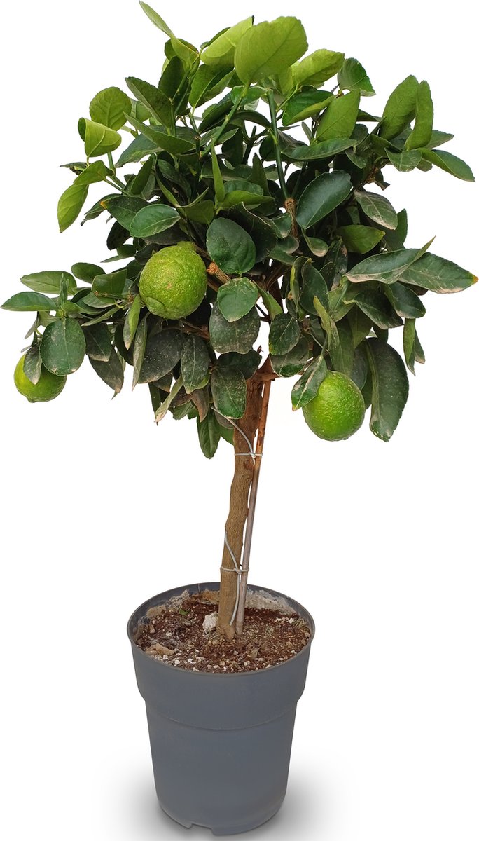 Sunny Tree - Limoenboom - Citrus Latifolia - Citrusplant - Fruitboom - 90 centimeter - 3 jaar oude boom