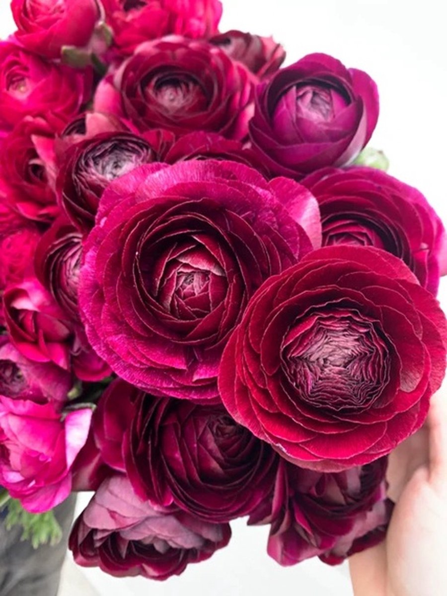 Bulbs by Brenda | Ranunculus Amandine Violet 10 stuks | ranonkel bloembollen