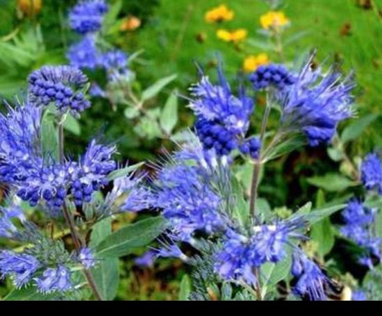 2 x Caryopteris clan. 'Kew Blue' - Spirée bleue, fleur barbue, lilas d'automne C1,5 cm en pot