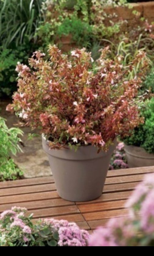 2 x Abelia à queue. ' Sunshine Daydream'® - Abelia 25- 30 cm en pot