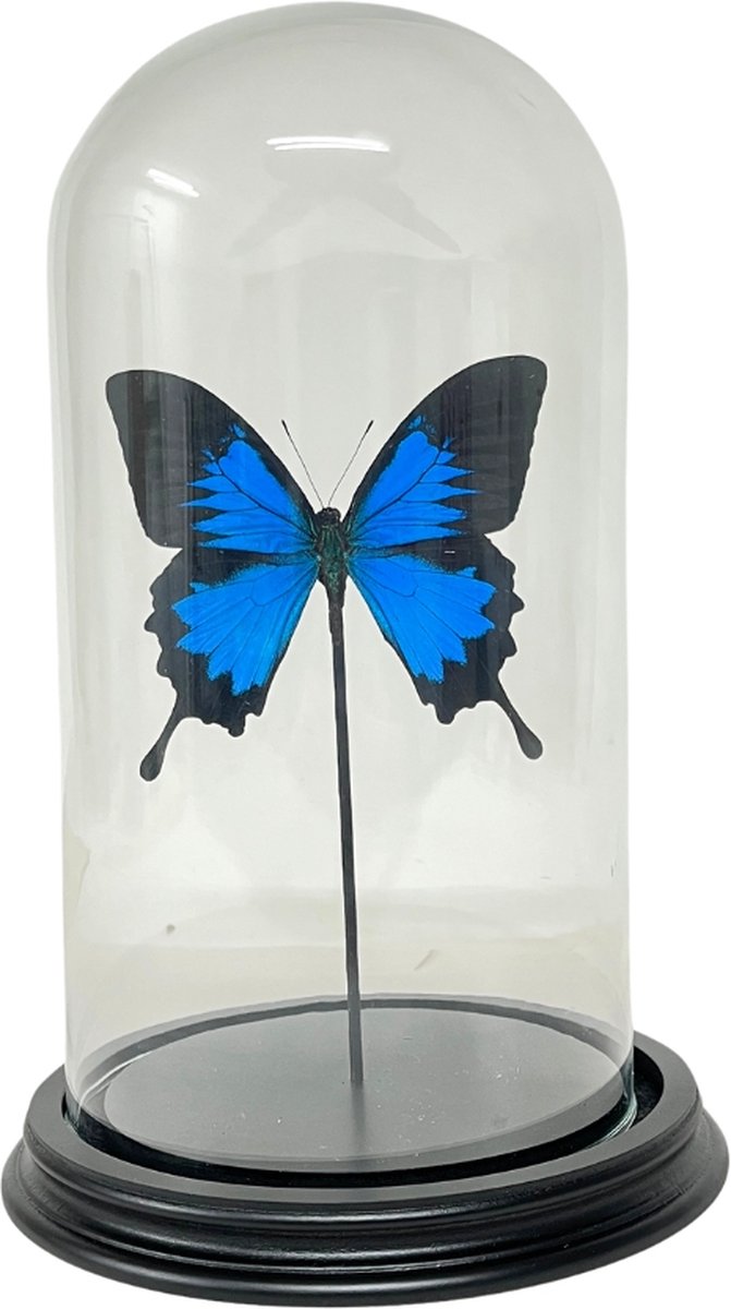Papilio Ulysses Ulysses in stolp - Blauwe grote vlinder in glazen stolp